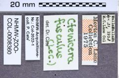 Etiketten zu Tesolasomus funereus (Brown, 1936) (NHMW-ZOO-COL-0008360)